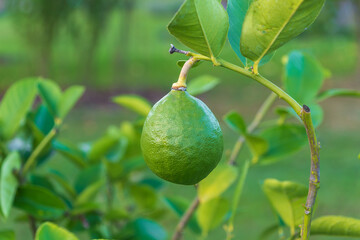 Green Citrus limon fruit on a branch in the garden. Lemon.