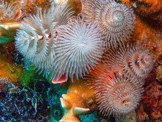 Spirobranchus giganteus, Christmas tree worms