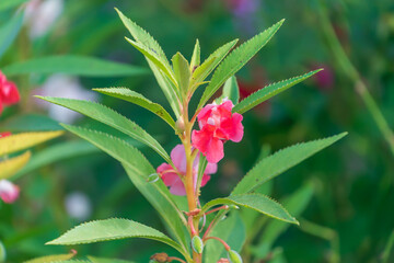 Beautiful pink flowers of Impatiens balsamina in the garden. balsam, garden balsam, rose balsam, touch-me-not, spotted snapweed.