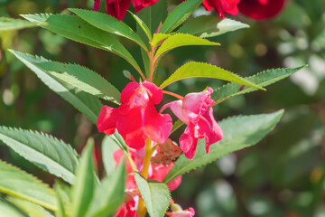 Beautiful pink flowers of Impatiens balsamina in the garden. balsam, garden balsam, rose balsam, touch-me-not, spotted snapweed.