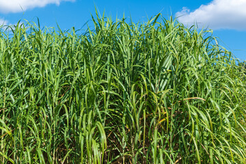 Tall green growths of the plant Miscanthus longiberbis. Small East Asian silvergrass, Small Japanese silvergrass.