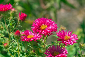 Beautiful pink flowers of Symphyotrichum novae-angliae. New England aster, hairy Michaelmas-daisy, Michaelmas daisy.