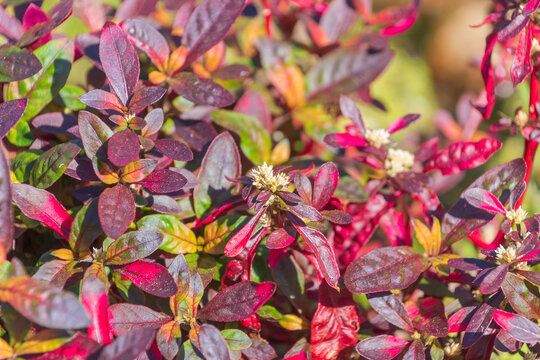 Red leaves of Alternanthera ficoidea. Joseph's coat, Parrot leaf.