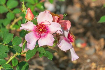Beautiful pink flowers of Rosa moyesii in the garden.