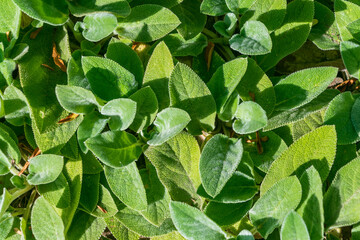Green leaves of Stachys germanica. Downy Woundwort.