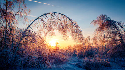 Winter landscape frosty trees in winter forest in the sunny morning. Winter landscape with snowy...