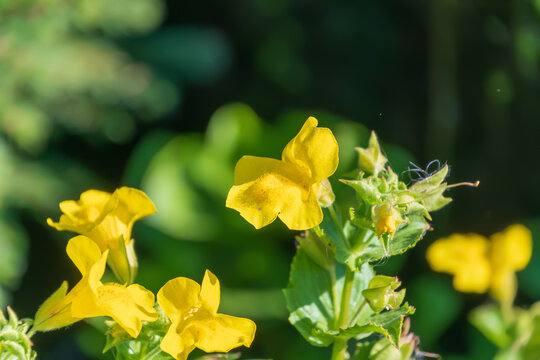 Yellow flowers of Erythranthe guttata. seep monkeyflower , common yellow monkeyflower. Mimulus guttatus.