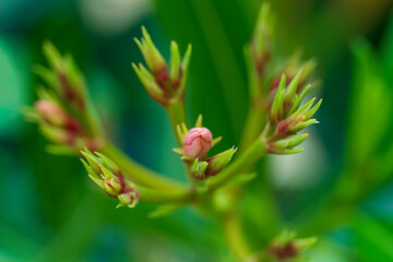 mediterranean style oleander blossom in close up view during Spring season