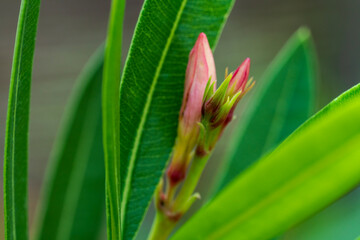 mediterranean style oleander blossom in close up view during Spring season