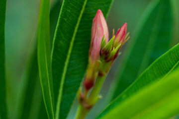 mediterranean style oleander blossom in close up view during Spring season
