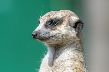 Meerkat on sentry duty