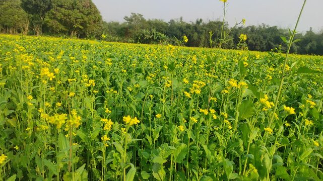 Mustard plants farm ( sarso khet) having yellow growing flower bloom, oilseeds	