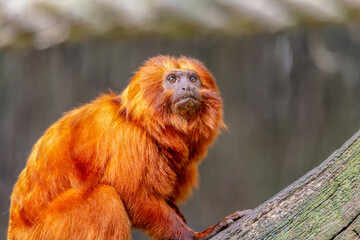 Golden Lion Tamarin is a small monkey with beautiful orange fur and mane