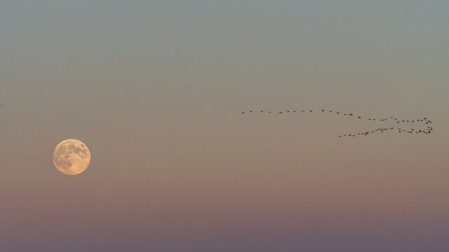Full moon and migrating birds at sunset