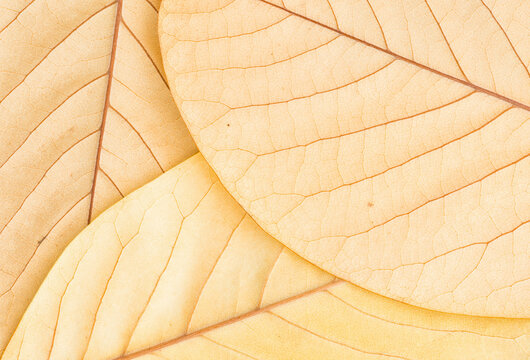 Magnolia Leaf Background