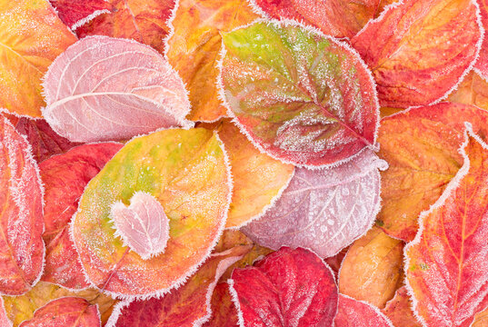 Frost-Covered Dogwood Leaves in Vibrant Autumn Colors