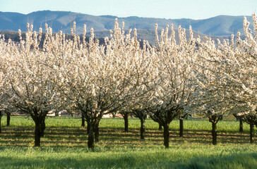 Prunus cerasus, Cerisier, Luberon, 84, Vaucluse, France