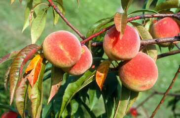 Prunus persica , Pêcher, variete Grosse Mignonne
