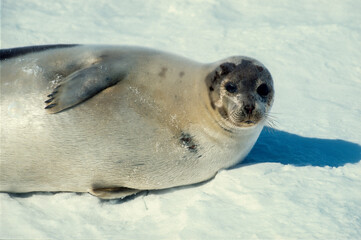 Phoque du Groenland, Pagophilus groenlandicus