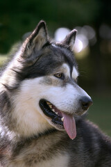 Malamute d'Alaska