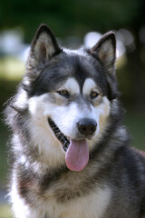 Malamute d'Alaska