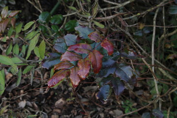 autumn leaves in the forest