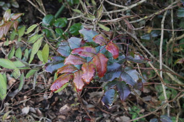 autumn leaves in the forest