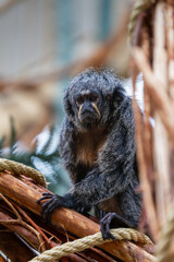 A close-up of a white-faced saki monkey perched on a branch, gazing intently. The monkey's shaggy fur and dark facial markings are prominent, surrounded by natural wood and ropes in a habitat setting.