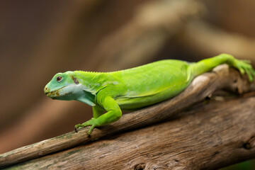A vibrant green lizard rests on a textured wooden branch. Its bright color contrasts beautifully...