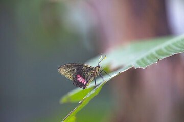 A delicate black butterfly with pink spots rests on the edge of a green leaf. The blurred background creates a soft, peaceful atmosphere, highlighting the butterfly's intricate wings and fine details.