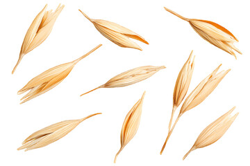Macro set oats grain peel isolated on white or transparent background, top view



