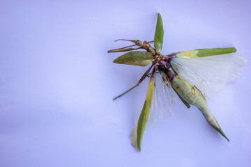 Dead stick insect, tropidoderus, praying mantises