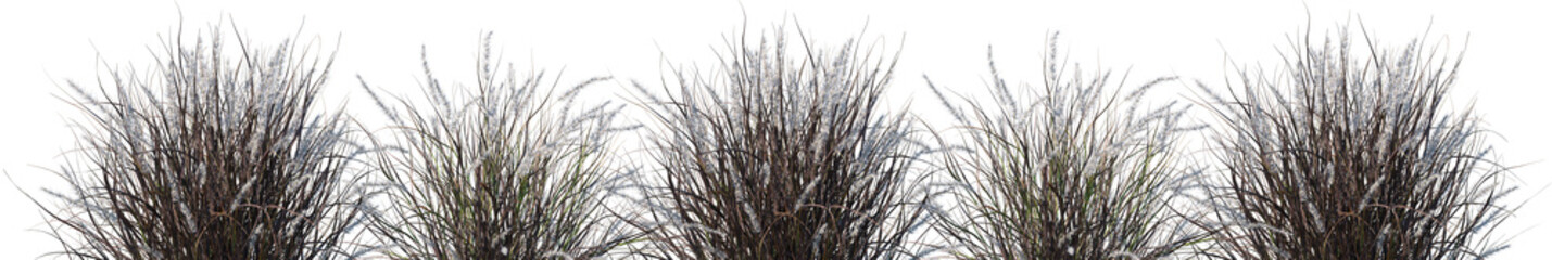 Set of Pennisetum setaceum rubrum (Purple Fountain Grass) isolated png on a transparent background perfectly cutout high resolution