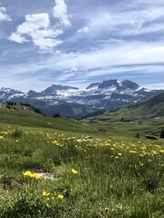 Fototapeta premium A photo of a pristine alpine meadow dotted with yellow flowers, with towering snow-capped mountains in the distance.