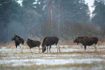 Mammal - bull moose winter (Alces)