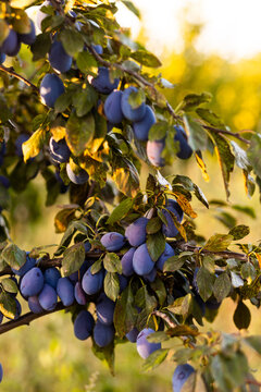 Close-up of ripe plums on tree branches in sunlight