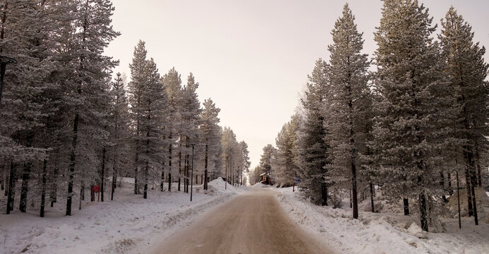 Snowy road flanked by frost-covered trees in winter