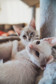 Two cozy cats lounging peacefully at home