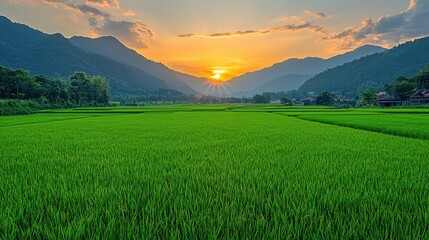 Fototapeta premium Serene Rice Fields Under Stunning Sunset in Valley