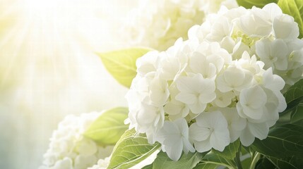 White Hydrangea Blossoms in Sunlight