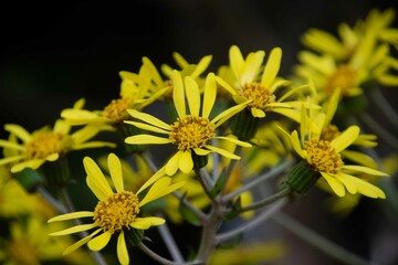 ツワブキの花