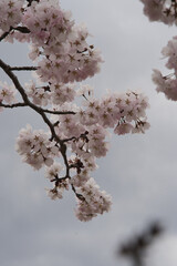 満開の桜の花が咲く春の季節