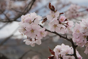 Obraz premium 満開の桜の花が咲く春の季節