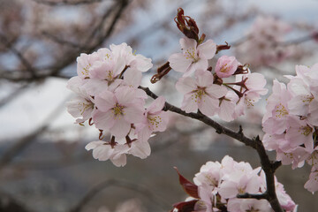 満開の桜の花が咲く春の季節
