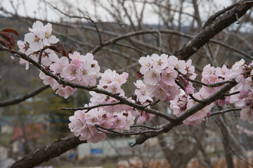 満開の桜の花が咲く春の季節