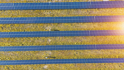 Rows of solar panels in sustainable energy field.