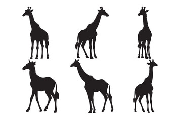 wild giraffe vector art