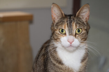 portrait of a calico cat