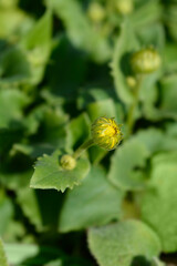 Leopards bane Leonardo Compact flower bud