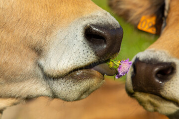 Vache Aubrac et fleur